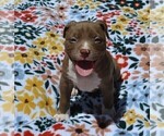 Small #9 American Bully