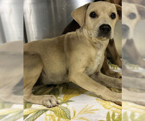 Chihuahua-Unknown Mix Dogs for adoption in Bakersfield, CA, USA