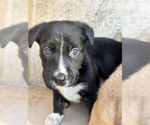 Mastiff-Unknown Mix Dogs for adoption in Oklahoma City, OK, USA