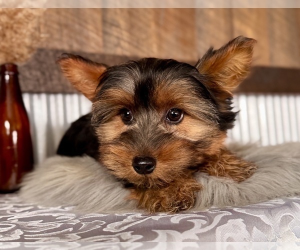 Medium Photo #5 Yorkshire Terrier Puppy For Sale in NAPPANEE, IN, USA