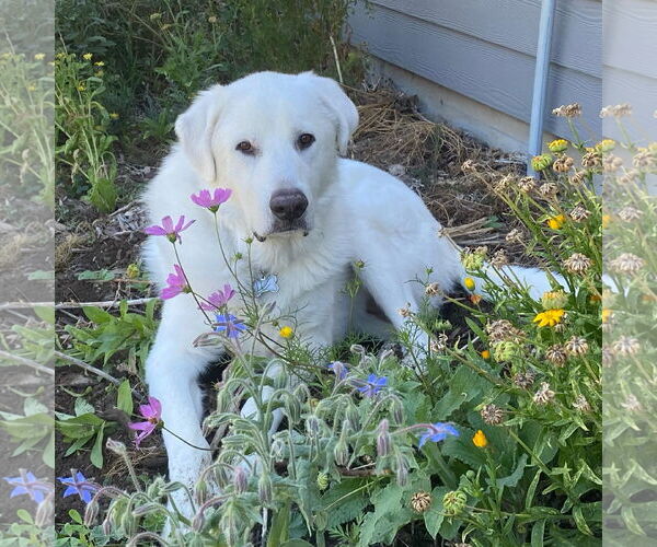Medium Photo #1 Great Pyrenees Puppy For Sale in Bountiful, UT, USA