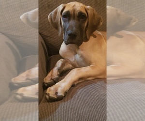 Great Dane Puppy for sale in NEOSHO, MO, USA