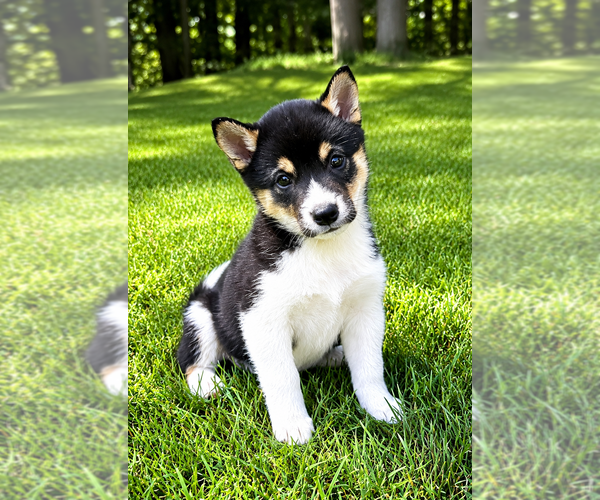 Medium Photo #5 Shiba Inu Puppy For Sale in FAIR HAVEN, MI, USA