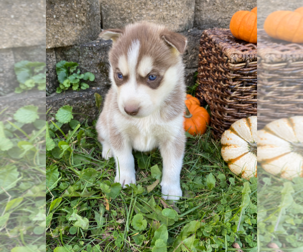 Medium Photo #3 Siberian Husky Puppy For Sale in EAST HERKIMER, NY, USA