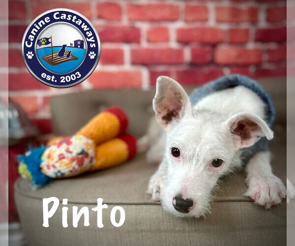 Medium Photo #11 Jack Russell Terrier-Unknown Mix Puppy For Sale in Arcadia, FL, USA