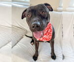 Small #9 American Pit Bull Terrier Mix