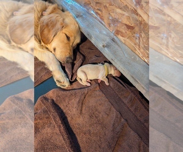 Medium Photo #20 English Cream Golden Retriever Puppy For Sale in DOLORES, CO, USA