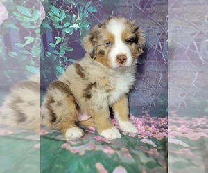 Australian Shepherd Puppy for sale in INDIANAPOLIS, IN, USA