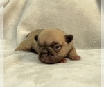 Small Photo #3 French Bulldog Puppy For Sale in MIRAMAR, FL, USA