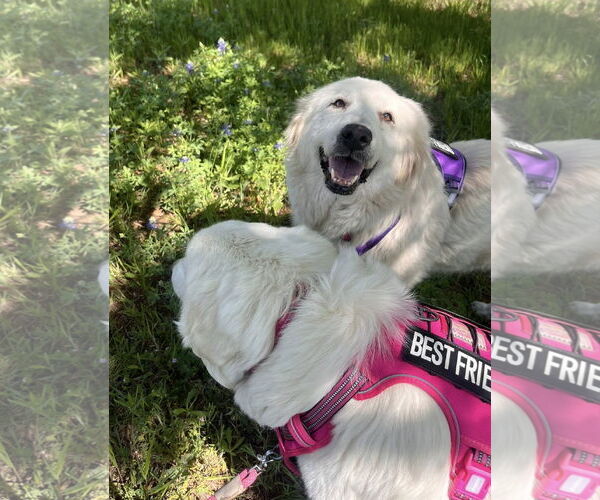 Medium Photo #10 Great Pyrenees Puppy For Sale in Dallas, TX, USA