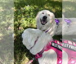 Small #9 Great Pyrenees