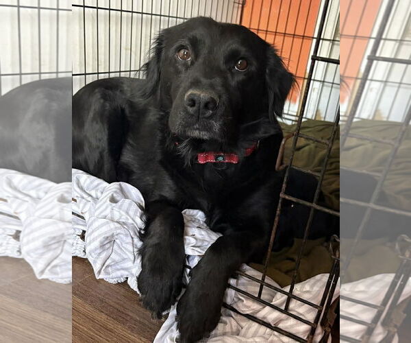 Medium Photo #1 Labrador Retriever-Unknown Mix Puppy For Sale in pomfret, CT, USA