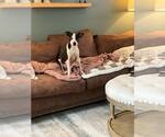Small #4 American Pit Bull Terrier Mix