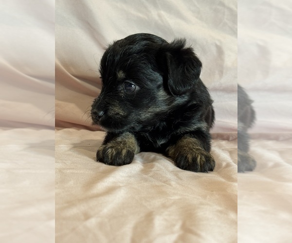 Medium Photo #5 Corgipoo Puppy For Sale in LONGMONT, CO, USA