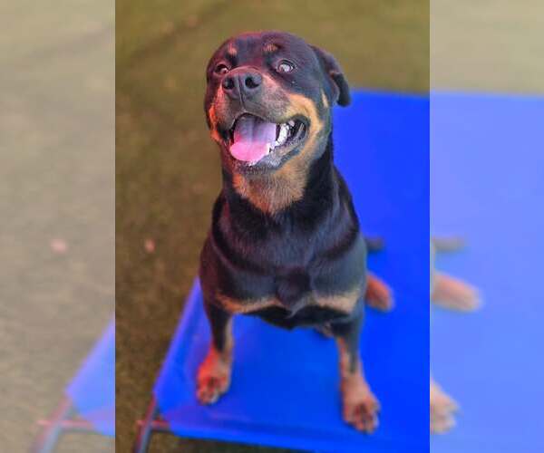 Medium Photo #3 Rottweiler Puppy For Sale in McKinney, TX, USA