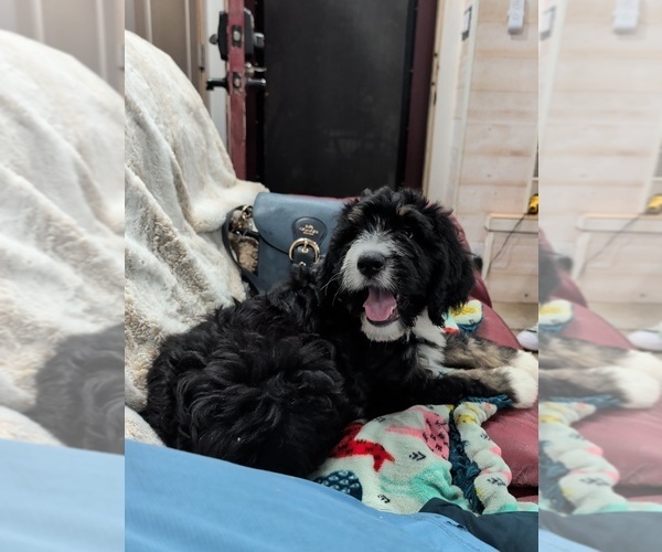 Medium Photo #19 Double Doodle Puppy For Sale in FAIRFIELD, CA, USA