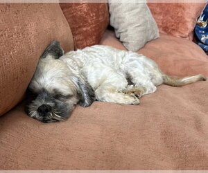 Oskar - Male Shih Apso Dog for Adoption - Photo #7