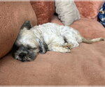 Small #6 Shih Apso