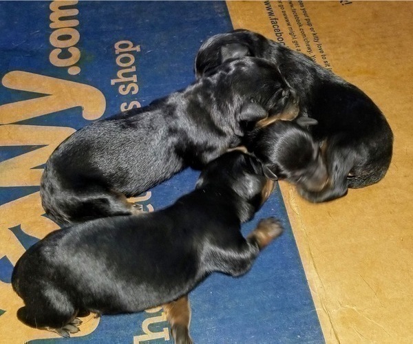 Medium Photo #31 Rottweiler Puppy For Sale in RIEGELWOOD, NC, USA