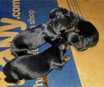 Small Photo #31 Rottweiler Puppy For Sale in RIEGELWOOD, NC, USA