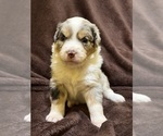 Small #4 Australian Shepherd