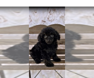 Poodle (Miniature) Puppy for sale in ROBERT, LA, USA