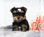 Small #1 Yorkshire Terrier