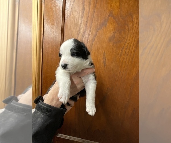 Medium Photo #5 Border Collie Puppy For Sale in KANSAS CITY, MO, USA