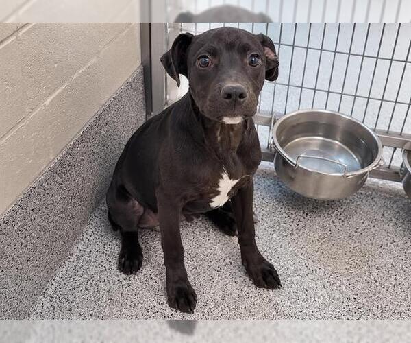 Medium Photo #2 Labrador Retriever Puppy For Sale in Houston, TX, USA