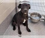 Small #1 Labrador Retriever