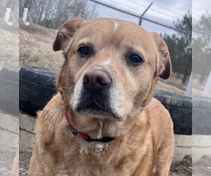 American Pit Bull Terrier-Labrador Retriever Mix Dogs for adoption in Webster, WI, USA