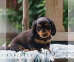 Small #2 Dachshund