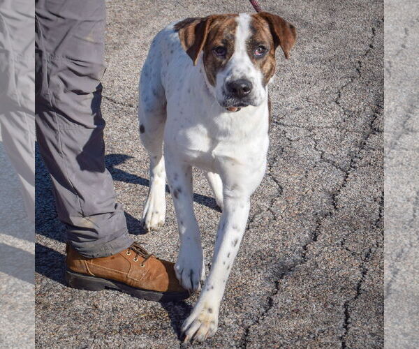 Medium Photo #3 Bulloxer Puppy For Sale in Huntley, IL, USA