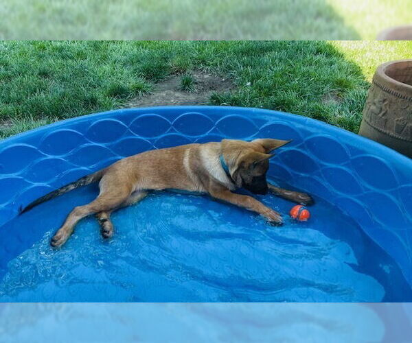 Medium Photo #1 Mutt Puppy For Sale in Imlay City, MI, USA