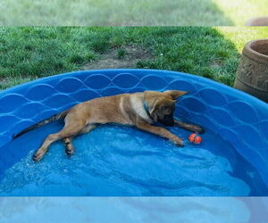 Mutt Dogs for adoption in Imlay City, MI, USA