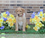 Puppy Arty Labrador Retriever