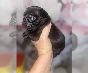 Pug Puppy for sale in GREENUP, KY, USA
