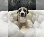 Small #16 Mutt