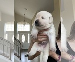 Small Photo #10 Labrador Retriever Puppy For Sale in PALM COAST, FL, USA