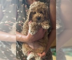 Small Photo #1 Maltipoo Puppy For Sale in FEASTERVILLE TREVOSE, PA, USA