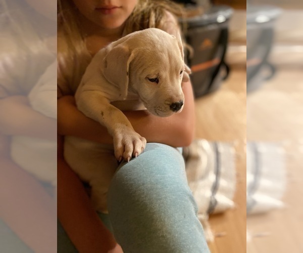 Medium Photo #16 Dogo Argentino Puppy For Sale in FRAZIER PARK, CA, USA