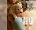 Small Photo #16 Dogo Argentino Puppy For Sale in FRAZIER PARK, CA, USA