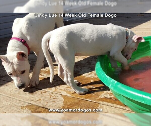 Medium Photo #214 Dogo Argentino Puppy For Sale in PINEVILLE, MO, USA