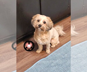 Shih Tzu-Unknown Mix Dogs for adoption in Lebanon, PA, USA