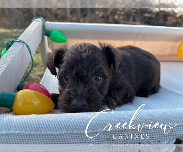 Medium Photo #2 Schnauzer (Miniature) Puppy For Sale in NIANGUA, MO, USA
