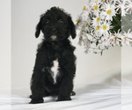 Small Photo #1 Bossi-Poo Puppy For Sale in BRISTOL, IN, USA