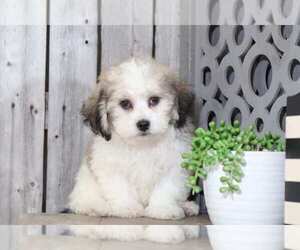 Zuchon Puppy for sale in MOUNT VERNON, OH, USA