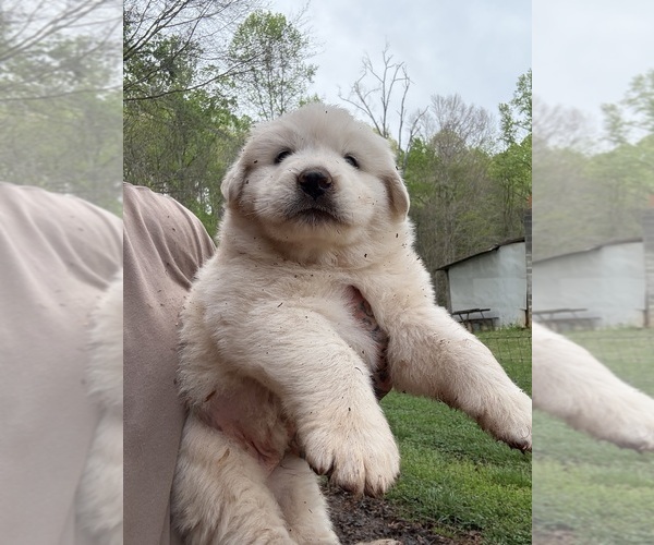 Medium Photo #3 Great Pyrenees Puppy For Sale in NEWTON, NC, USA