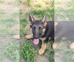 Small #6 German Shepherd Dog