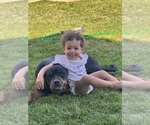 Small #14 Rottweiler